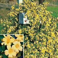 Carolina Jessamine