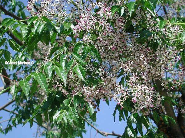 Chinaberry Tree