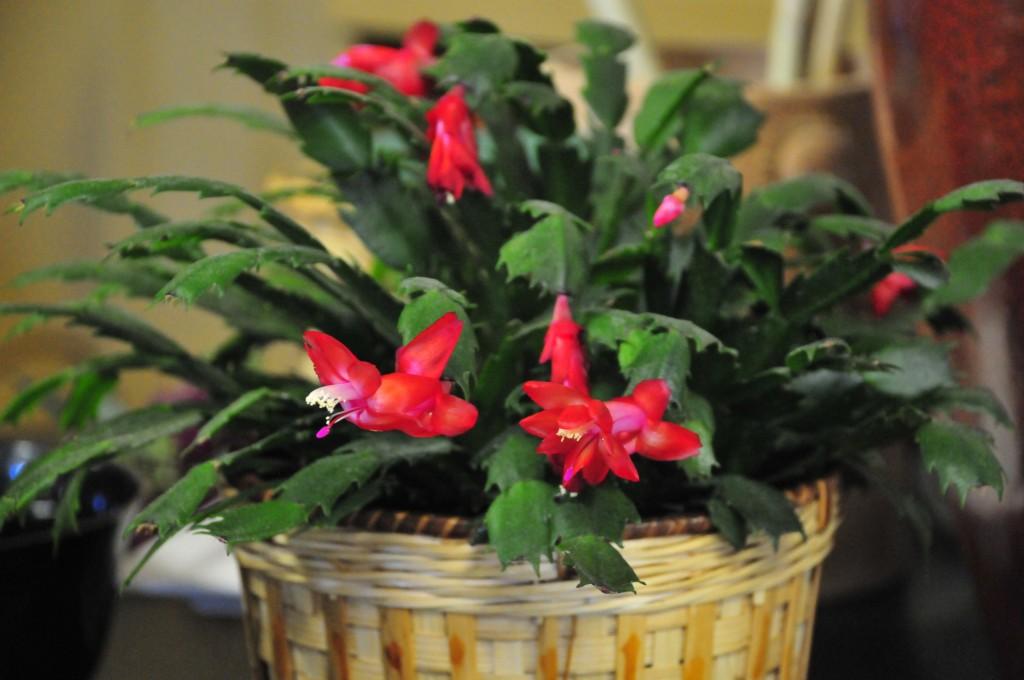 Christmas Cactus 