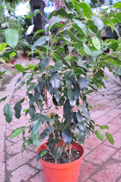 Ficus Fig