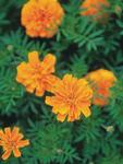 Marigold