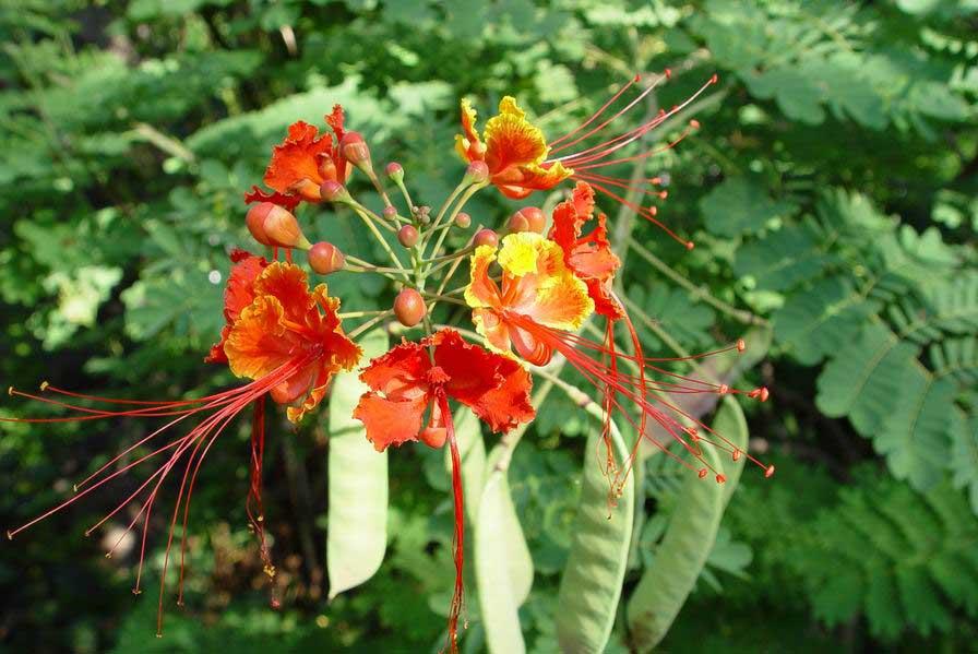 Mexican Bird of Paradise