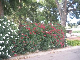 Oleander