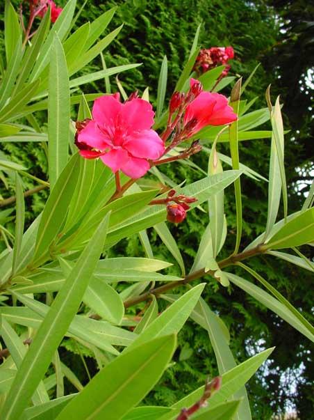 Oleander