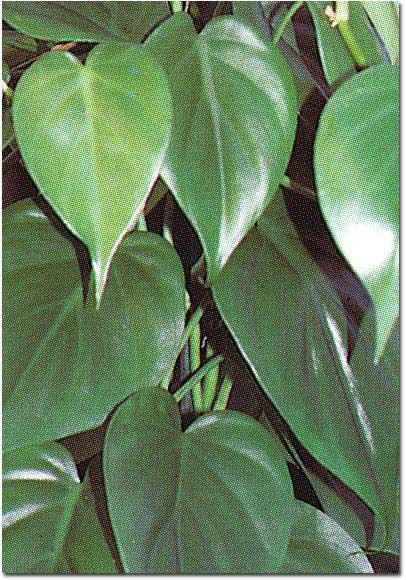 Philodendron