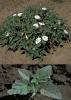 Jimson Weed